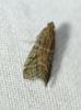 Ephestia woodiella